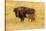 USA, South Dakota, Custer State Park. Bison cow and calf.-Jaynes Gallery-Stretched Canvas