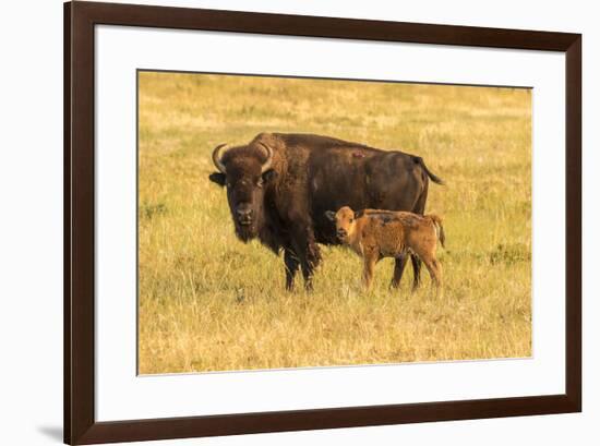 USA, South Dakota, Custer State Park. Bison cow and calf.-Jaynes Gallery-Framed Photographic Print