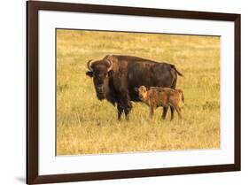 USA, South Dakota, Custer State Park. Bison cow and calf.-Jaynes Gallery-Framed Photographic Print