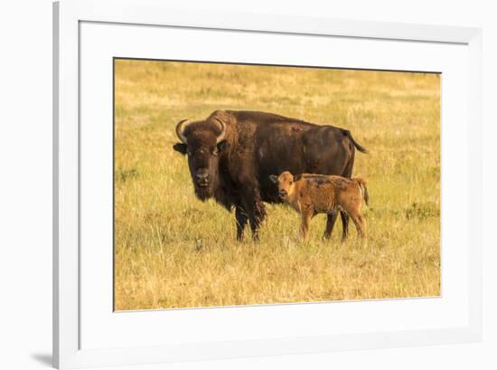 USA, South Dakota, Custer State Park. Bison cow and calf.-Jaynes Gallery-Framed Photographic Print