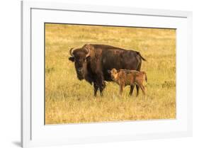 USA, South Dakota, Custer State Park. Bison cow and calf.-Jaynes Gallery-Framed Photographic Print