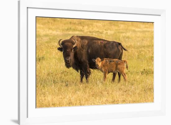 USA, South Dakota, Custer State Park. Bison cow and calf.-Jaynes Gallery-Framed Photographic Print