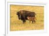 USA, South Dakota, Custer State Park. Bison cow and calf.-Jaynes Gallery-Framed Photographic Print