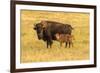 USA, South Dakota, Custer State Park. Bison cow and calf.-Jaynes Gallery-Framed Photographic Print