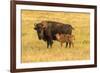 USA, South Dakota, Custer State Park. Bison cow and calf.-Jaynes Gallery-Framed Photographic Print