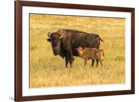 USA, South Dakota, Custer State Park. Bison cow and calf.-Jaynes Gallery-Framed Photographic Print