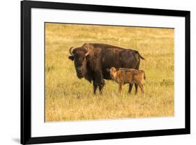 USA, South Dakota, Custer State Park. Bison cow and calf.-Jaynes Gallery-Framed Photographic Print