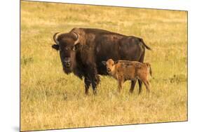 USA, South Dakota, Custer State Park. Bison cow and calf.-Jaynes Gallery-Mounted Photographic Print
