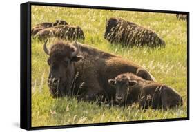 USA, South Dakota, Custer State Park. Bison cow and calves.-Jaynes Gallery-Framed Stretched Canvas