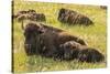 USA, South Dakota, Custer State Park. Bison cow and calves.-Jaynes Gallery-Stretched Canvas
