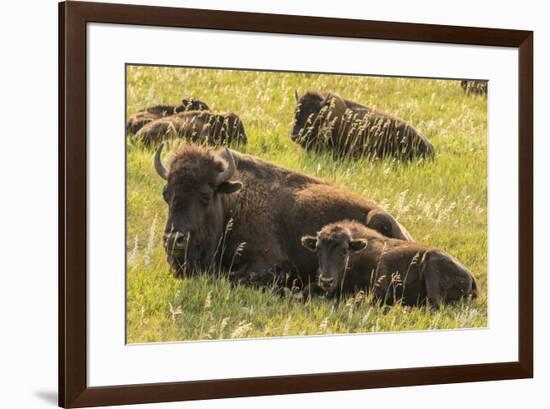 USA, South Dakota, Custer State Park. Bison cow and calves.-Jaynes Gallery-Framed Photographic Print