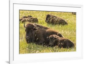 USA, South Dakota, Custer State Park. Bison cow and calves.-Jaynes Gallery-Framed Photographic Print