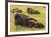 USA, South Dakota, Custer State Park. Bison cow and calves.-Jaynes Gallery-Framed Photographic Print