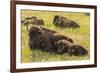 USA, South Dakota, Custer State Park. Bison cow and calves.-Jaynes Gallery-Framed Photographic Print