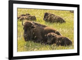 USA, South Dakota, Custer State Park. Bison cow and calves.-Jaynes Gallery-Framed Photographic Print