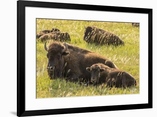 USA, South Dakota, Custer State Park. Bison cow and calves.-Jaynes Gallery-Framed Photographic Print