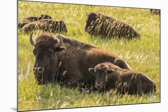 USA, South Dakota, Custer State Park. Bison cow and calves.-Jaynes Gallery-Mounted Photographic Print