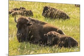 USA, South Dakota, Custer State Park. Bison cow and calves.-Jaynes Gallery-Mounted Photographic Print