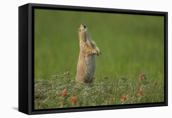 USA, South Dakota, Custer State Park. Black-tailed prairie dog calling-Cathy and Gordon Illg-Framed Stretched Canvas