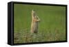 USA, South Dakota, Custer State Park. Black-tailed prairie dog calling-Cathy and Gordon Illg-Framed Stretched Canvas