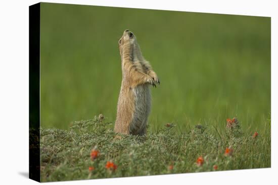 USA, South Dakota, Custer State Park. Black-tailed prairie dog calling-Cathy and Gordon Illg-Stretched Canvas