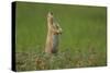 USA, South Dakota, Custer State Park. Black-tailed prairie dog calling-Cathy and Gordon Illg-Stretched Canvas