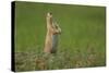 USA, South Dakota, Custer State Park. Black-tailed prairie dog calling-Cathy and Gordon Illg-Stretched Canvas