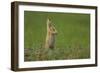 USA, South Dakota, Custer State Park. Black-tailed prairie dog calling-Cathy and Gordon Illg-Framed Photographic Print