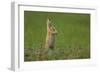 USA, South Dakota, Custer State Park. Black-tailed prairie dog calling-Cathy and Gordon Illg-Framed Photographic Print