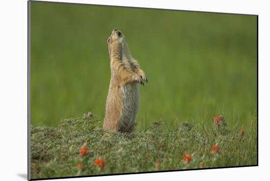 USA, South Dakota, Custer State Park. Black-tailed prairie dog calling-Cathy and Gordon Illg-Mounted Photographic Print