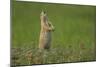 USA, South Dakota, Custer State Park. Black-tailed prairie dog calling-Cathy and Gordon Illg-Mounted Photographic Print
