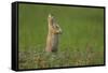 USA, South Dakota, Custer State Park. Black-tailed prairie dog calling-Cathy and Gordon Illg-Framed Stretched Canvas