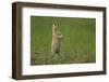 USA, South Dakota, Custer State Park. Black-tailed prairie dog calling-Cathy and Gordon Illg-Framed Photographic Print