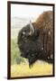 USA, South Dakota, Custer State Park. Profile of Bison-Cathy & Gordon Illg-Framed Premium Photographic Print