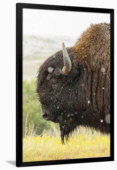 USA, South Dakota, Custer State Park. Profile of Bison-Cathy & Gordon Illg-Framed Photographic Print