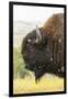 USA, South Dakota, Custer State Park. Profile of Bison-Cathy & Gordon Illg-Framed Photographic Print