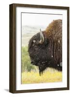 USA, South Dakota, Custer State Park. Profile of Bison-Cathy & Gordon Illg-Framed Photographic Print