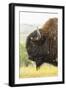 USA, South Dakota, Custer State Park. Profile of Bison-Cathy & Gordon Illg-Framed Photographic Print