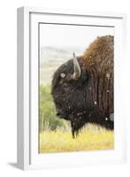 USA, South Dakota, Custer State Park. Profile of Bison-Cathy & Gordon Illg-Framed Photographic Print