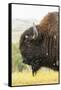 USA, South Dakota, Custer State Park. Profile of Bison-Cathy & Gordon Illg-Framed Stretched Canvas