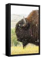 USA, South Dakota, Custer State Park. Profile of Bison-Cathy & Gordon Illg-Framed Stretched Canvas