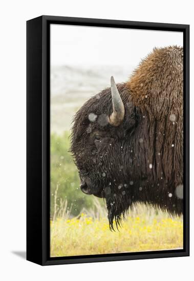 USA, South Dakota, Custer State Park. Profile of Bison-Cathy & Gordon Illg-Framed Stretched Canvas