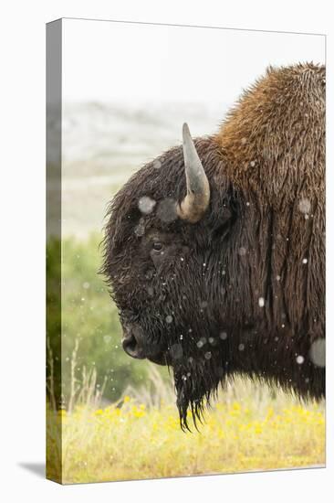 USA, South Dakota, Custer State Park. Profile of Bison-Cathy & Gordon Illg-Stretched Canvas