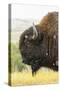 USA, South Dakota, Custer State Park. Profile of Bison-Cathy & Gordon Illg-Stretched Canvas