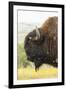 USA, South Dakota, Custer State Park. Profile of Bison-Cathy & Gordon Illg-Framed Photographic Print