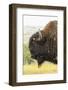 USA, South Dakota, Custer State Park. Profile of Bison-Cathy & Gordon Illg-Framed Photographic Print