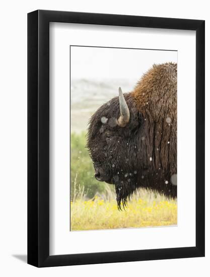 USA, South Dakota, Custer State Park. Profile of Bison-Cathy & Gordon Illg-Framed Photographic Print