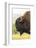 USA, South Dakota, Custer State Park. Profile of Bison-Cathy & Gordon Illg-Framed Photographic Print