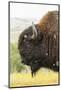 USA, South Dakota, Custer State Park. Profile of Bison-Cathy & Gordon Illg-Mounted Photographic Print