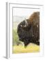 USA, South Dakota, Custer State Park. Profile of Bison-Cathy & Gordon Illg-Framed Photographic Print